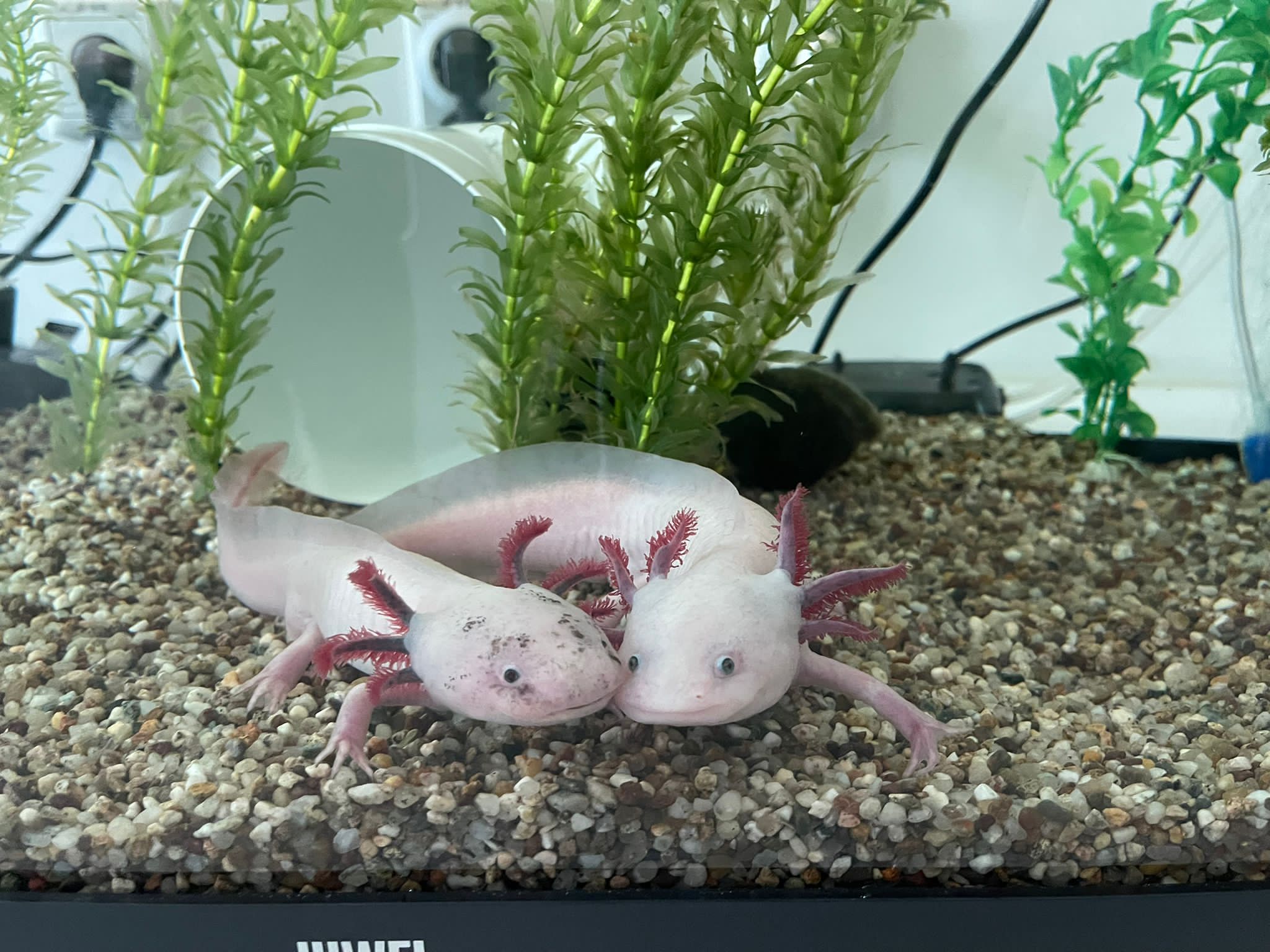 Zweites Axolotl am Stein